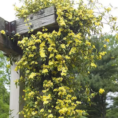 Carolina Jasmine Plant, Live Evergreen Vine, Fragrant Yellow Blooms, Fast Growing Climber for Trellis, Fences, or Arbors - Gelsemium sempervirens - 4 Bags