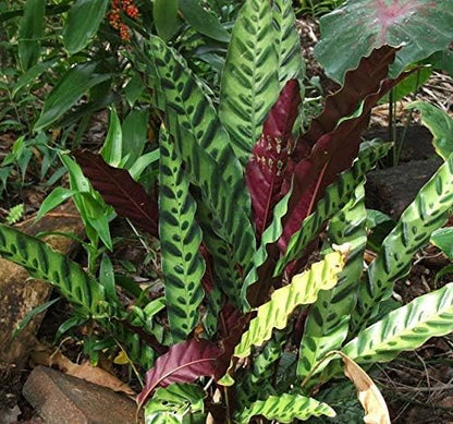 Rattlesnake Calathea - 3 Live Plants in 6 Inch Pots - Calathea Lancifolia - Beautiful Easy to Grow Air Purifying Indoor Plant