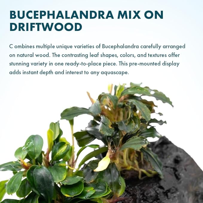 SubstrateSource Live Planted Decor - Bucephalandra Mix on Driftwood (Farmed) - Green Iridescent Aquatic Plants, Low to Medium Light, Foreground to Midground Tank Placement for Aquascaping - 1 Pack