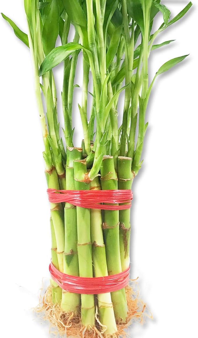 Lucky Indoor Bamboo for Blessings of Powerful Health and Success - 21 Live Stalks - 8 Inch - Ships Bare Root - Air Purifying Feng-Shui Zen Garden Houseplants