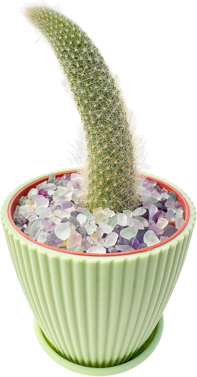 Live Plants Monkey Tail Cactus in 4" Green Plastic Pot, Easy to Grow Houseplant, Indoor Bonsai, Home Office Decor, Birthday Housewarming Gift