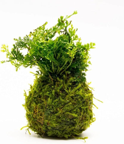 SubstrateSource Live Planted Decor - Mini Bolbitis on Clay Moss Ball - Deep Green Fern Leaves Freshwater Aquatic Plant, Low Light, Foreground to Midground Tank Placement for Aquascaping - 1 Pack