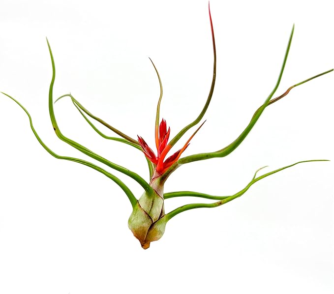 ragnaroc Air Plants - Flowering Tillandsia Bulbosa Belize, Giant 7-9" - 5ct - Live Arrival Guaranteed - House Plants for Home Decor & Gift