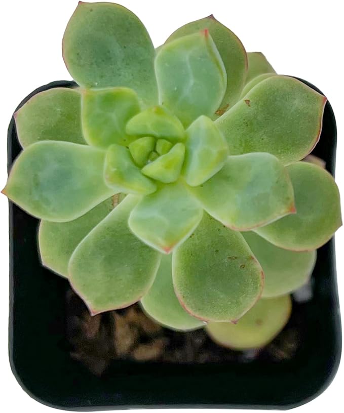 2" Live Succulent Plants Echeveria 'Tango', Mini Potted Succulents, Easy Care Indoor Houseplant, Unique Gifts, Home Office Décor