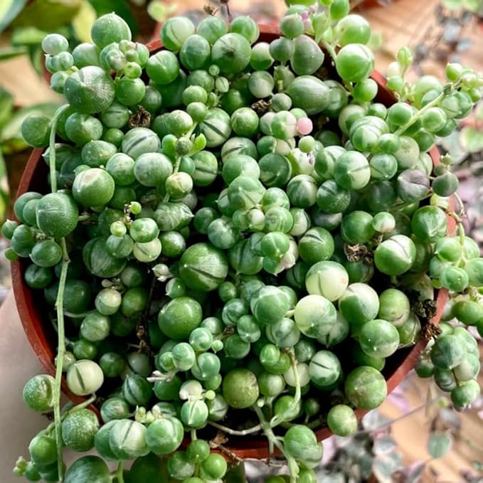 Variegated String of Pearls Live Plant, in Pot, Trailing Succulent Plant, Hanging Vine Live Indoor Houseplant