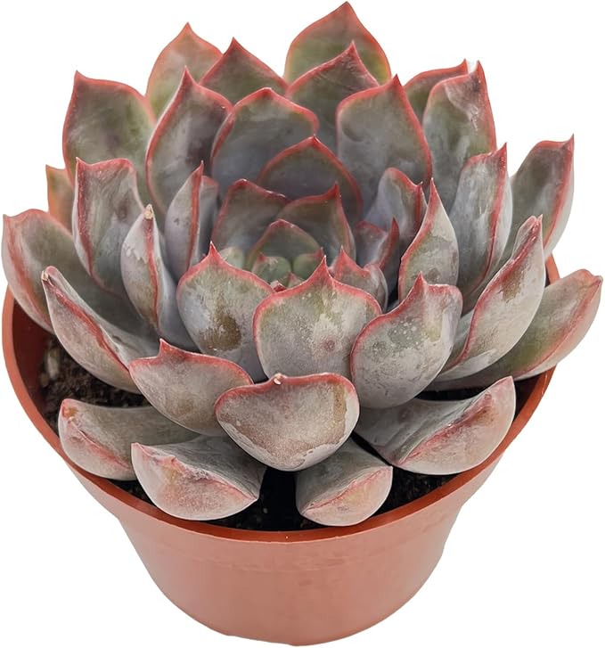 Live Succulent Plants Echeveria 'Dark Ice', Easy Care Potted Succulents in 4" Pots, Indoor Houseplant, Unique Gifts, Home Office Décor