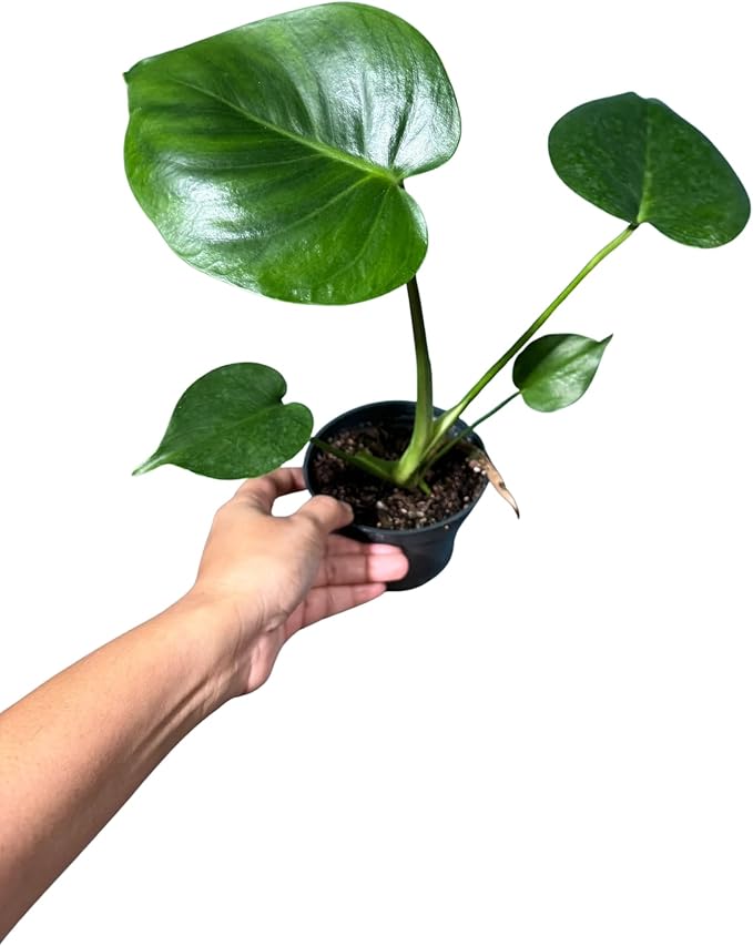 PLANTVERS Live Monstera Deliciosa in a Nursery Pot | Tropical Air Purifying Indoor Plant | Low Maintenance Large Leaf Houseplant | Easy Care Home or Office Décor Plant (2" Grow Pot)