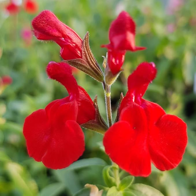 2 Vibrant Sage Salvia Live Plants, Fragrant Perennial Sage Plants Live for Spring Planting, Summer Planting, 5 to 10 Inches in Tall, (Hot Lips)