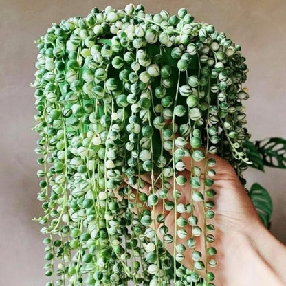 Variegated String of Pearls Live Plant, in Pot, Trailing Succulent Plant, Hanging Vine Live Indoor Houseplant