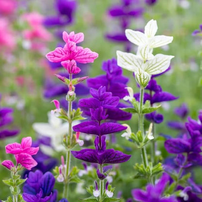 2 Vibrant Sage Salvia Live Plants, Fragrant Perennial Sage Plants Live for Spring Planting, Summer Planting, 5 to 10 Inches in Tall, (Mix)