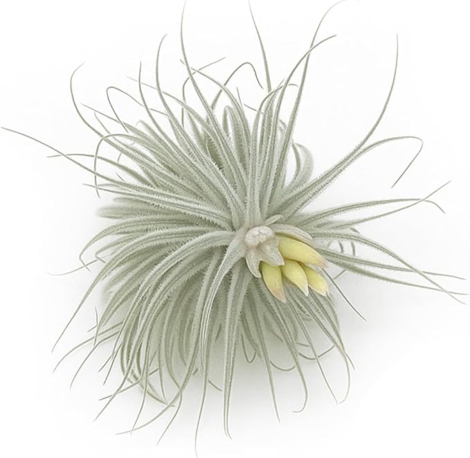 ragnaroc Live air Plant - Tillandsia Tectorum Air Plant 4-6" – 3ct – Unique Shape with Silvery Fuzz – Low Maintenance Houseplant – Perfect for Decor, Terrariums, Gifts - Live Arrival Guaranteed