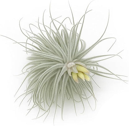 ragnaroc Live air Plant - Tillandsia Tectorum Air Plant 4-6" – 1ct – Unique Shape with Silvery Fuzz – Low Maintenance Houseplant – Perfect for Decor, Terrariums, Gifts - Live Arrival Guaranteed