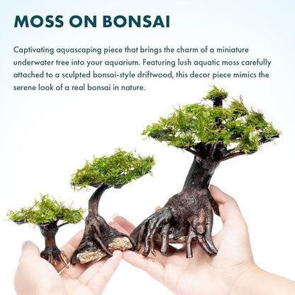 SubstrateSource Live Planted Decor - Moss on Bonsai (Aquascaping Tree) - Low to Moderate Light, Bright Green Freshwater Accent for Aquatic Layouts, Midground Placement Centerpiece - Small, 1 Pack