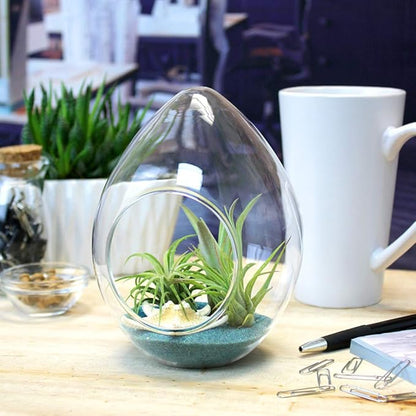6-Inch Teardrop Glass Terrarium Complete Kit with 3 Live Tillandsia Air Plants, Colored Sand and Seashells (Blue Sand)