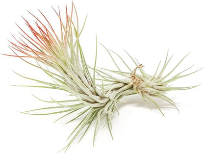 Red Colorful Tillandsia Air Plants - Long Lasting Color Enhanced Live Tillandsia Succulent House Plants - Home and Garden Decor - Easy Care Indoor/Outdoor Plants (Funckiana, Pack of 3)