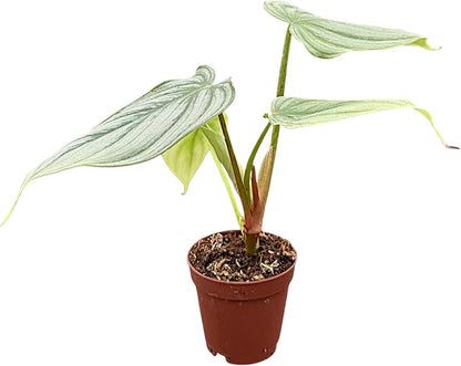 Philodendron Pastazanum Silver – Live Plant in 2" Grower’s Pot, Easy to Grow Low Maintenance Indoor Houseplant, Includes UniHeat Pack for Winter Protection