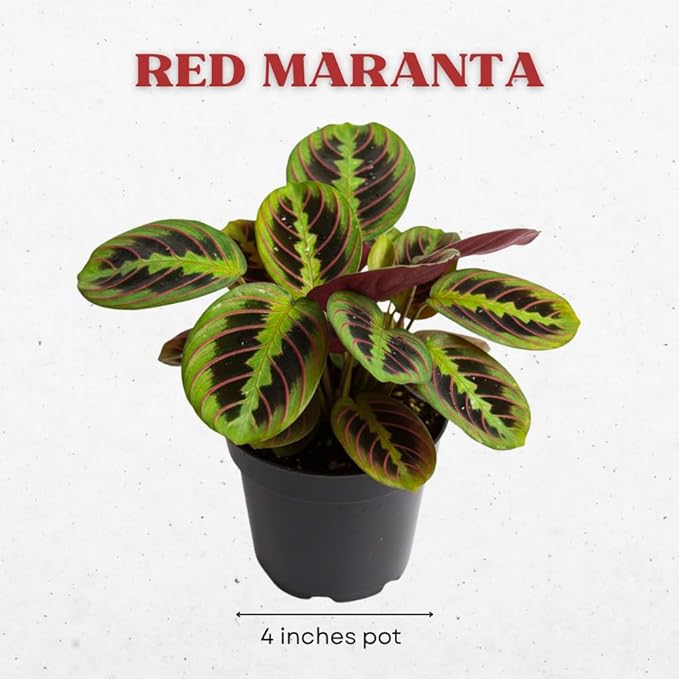 Red Prayer Plant in 4 Inches Pot, Red Maranta Starter Plant, Easy Care, Houseplant for Office, Living Room Decoration