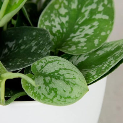 Satin Pothos - Live Plant in a 4 Inch Pot - Scindapsus Pictus - Elegant Indoor Houseplants Straight from The Nursery