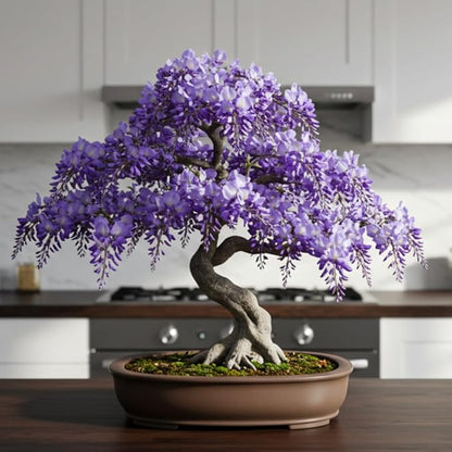 Weeping Wisteria Bonsai Tree Seedling for Planting - 1 Year Old Well Rooted Seedling