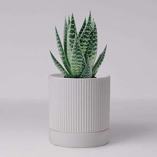 Small Plant Pots, 4 Inch Pots for Indoor Plants, Modern Minimalist Ceramic Plant Pots with Drainage Hole & Saucer, White Set of 2