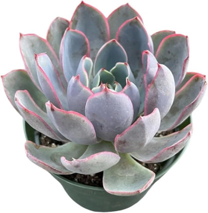 Live Succulent Plants Echeveria 'Herra', Easy Care Potted Succulents in 4" Pots, Indoor Houseplant, Unique Gifts, Home Office Décor
