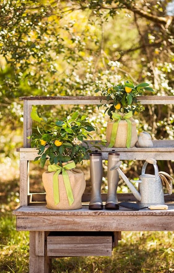 Sympathy Gift Meyer Lemon Tree, Live Fruit Tree That Bears Juicy, Sweet Lemons, Living Memorial Gift, Thoughtful Remembrance Keepsake by The Magnolia Company, No Ship to TX, LA, AZ, AL, CA