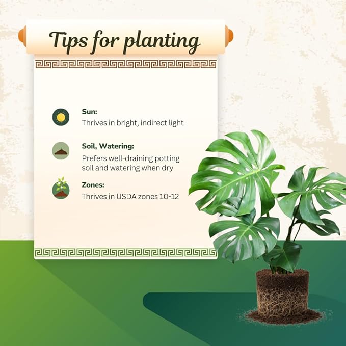 Live Monstera Deliciosa Plant, Swiss Cheese Philodendron House Plants, 4 Inch Pot for Planting