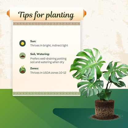 Live Monstera Deliciosa Plant, Swiss Cheese Philodendron House Plants, 4 Inch Pot for Planting