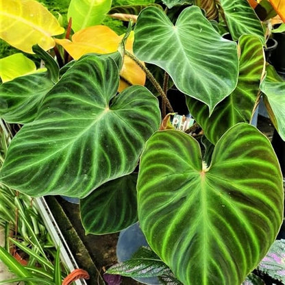 2 Rare Philodendron Live Plants Varieties Collection, Philodendrons Plants Size 5-9 Inc for Indoor Houseplant Décor, Ornamental Tropical Well-Rooted (Random Philodendron Plants)