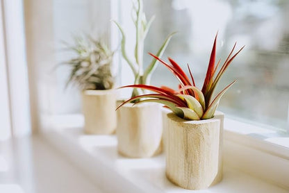 Large Natural Cork Bark DIY Kit with Five Assorted Air Plants, Glue and Hook - Live Tillandsia Succulent House Plant - Wholesale and Bulk - Easy Care Indoor and Outdoor Plants