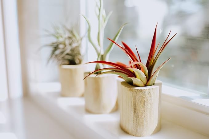 Air Plant Shop 3 Pack Green Sea Urchins with Assorted Air Plants - Succulents - Live Tillandsia - Easy Care Indoor and Outdoor House Plants