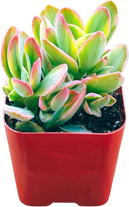 Succulents Plants Live 2inch Live Mini Succulent Plants, Easy Care House Plants Rooted in Succulent Soil Mix, by The Succulent Cult (Crassula Money Maker Variegated, 2 Inch)