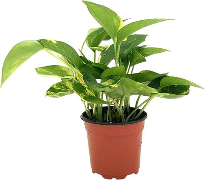 Live Pothos Plants - Epipremnum aureus Golden Pothos and ‘Marble Queen Pothos’ Bundle - ragnaroc Tropical Plant 5-8” Tall - 2ct Live Arrival Guaranteed - House Plants for Home Decor & Gift