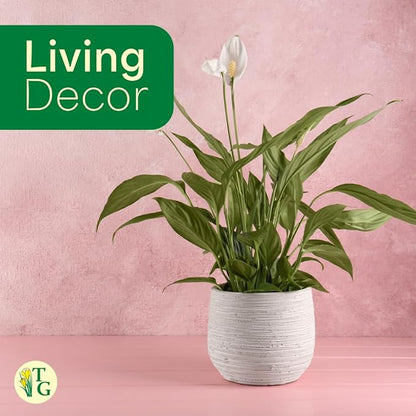 Thorsen's Greenhouse Live Peace Lily Plant, Spathyphylum, Low Light, Natural Air Purifier Live Indoor Plant, 4-6" Diameter Pot (Sage, 4-inch Pot)
