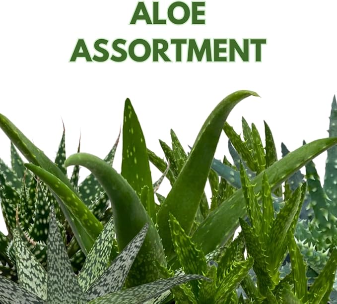 BubbleBlooms Aloe Assortment 4 inch Pots Set of 3