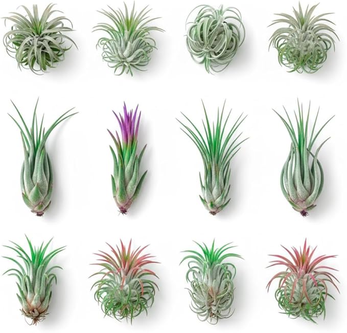 12 Tillandsia Air Plants, Live Succulents Indoor Plants, Assorted Airplants Variety for Decoration, Terrariums, and Office