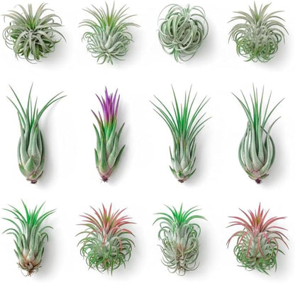 12 Tillandsia Air Plants, Live Succulents Indoor Plants, Assorted Airplants Variety for Decoration, Terrariums, and Office