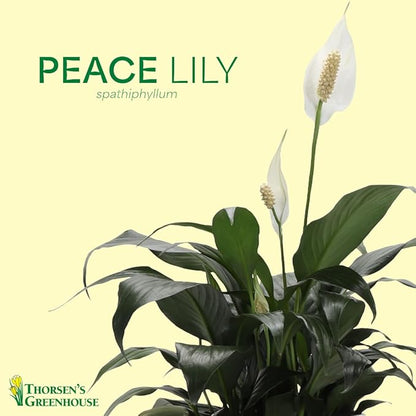 Thorsen's Greenhouse Live Peace Lily Plant, Spathyphylum, Low Light, Natural Air Purifier Live Indoor Plant, 4-6" Diameter Pot (Sage, 4-inch Pot)