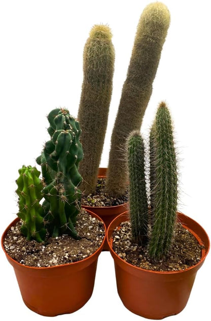 BubbleBlooms Column Cactus Assortment 6 inch Pots Set of 3
