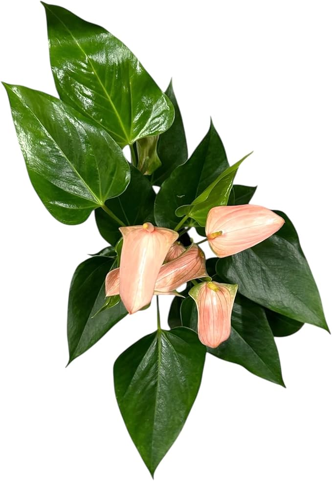 Pink Matata Anthurium (12"-14" Tall) Unique and Gorgeous Live Indoor Plant, Easy Care and Easy to Grow, Bloom Plant, 4 inch Pot (Jolie Peach)