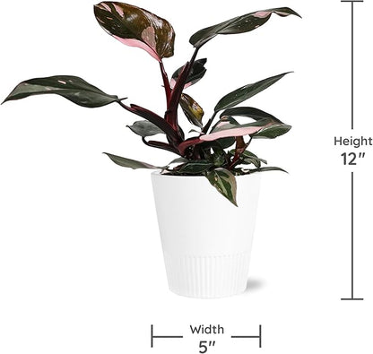 Green Circle Growers Live Pink Princess Philodendron in White Ceramic Pot – Vibrant Variegated Leaves, Perfect Indoor Houseplant, 5-Inch Decorative Planter