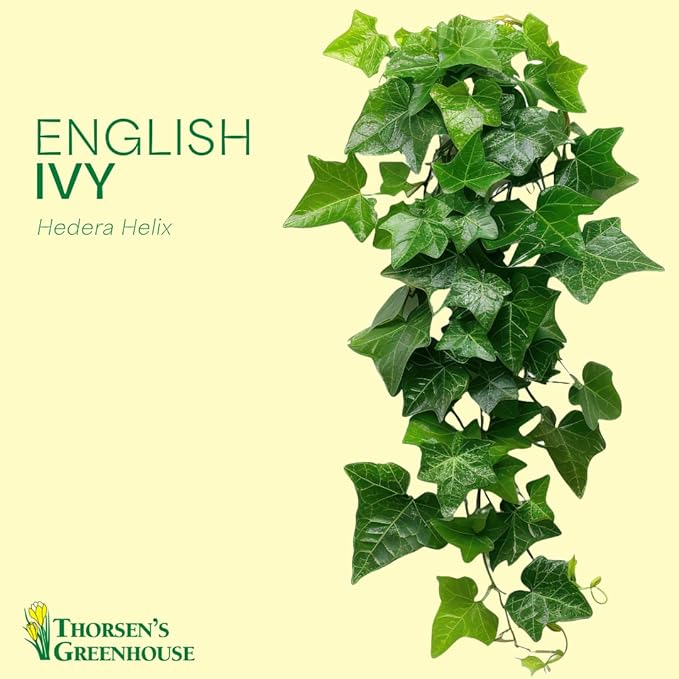Thorsen's Greenhouse Live Green English Ivy Plant, Hedera Helix, Natural Air Purifier, Easy to Grow, Live Indoor Houseplant, 4" Diameter Pot (Sage)