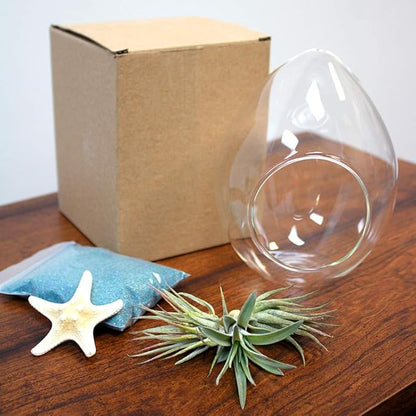 6-Inch Teardrop Glass Terrarium Complete Kit with 3 Live Tillandsia Air Plants, Colored Sand and Seashells (Blue Sand)
