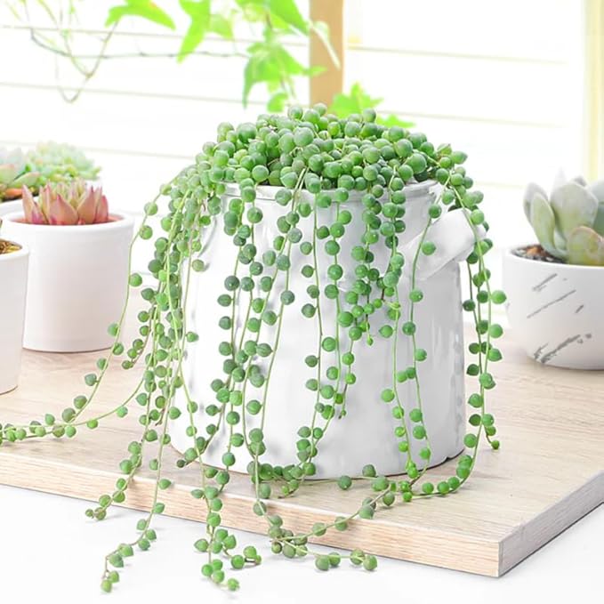 Green String of Pearls Plant Live, Trailing Succulent Vine, Indoor Hanging Houseplant, 4 Inch Pot