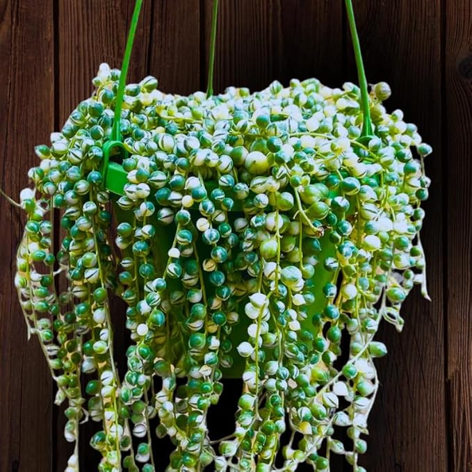 Variegated String of Pearls Live Plant, in Pot, Trailing Succulent Plant, Hanging Vine Live Indoor Houseplant