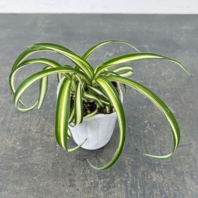 Live Variegated Curly Spider Plant 4 Inch Pot, Curly Spider Plant Live, Variegated Houseplant for Indoor Growth
