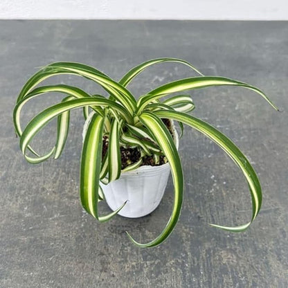 Live Variegated Curly Spider Plant 4 Inch Pot, Curly Spider Plant Live, Variegated Houseplant for Indoor Growth