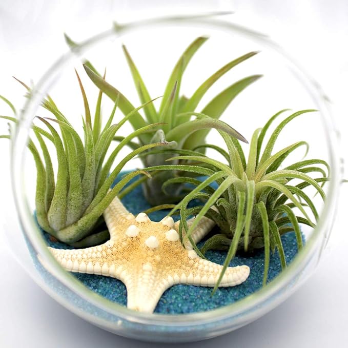 6-Inch Teardrop Glass Terrarium Complete Kit with 3 Live Tillandsia Air Plants, Colored Sand and Seashells (Blue Sand)