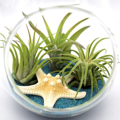 6-Inch Teardrop Glass Terrarium Complete Kit with 3 Live Tillandsia Air Plants, Colored Sand and Seashells (Blue Sand)
