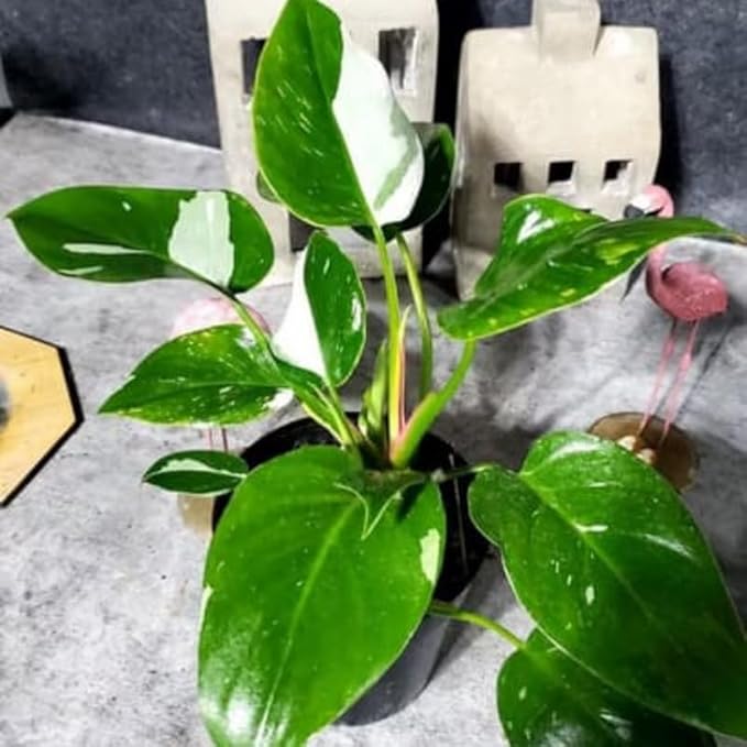 2 Rare Philodendron Live Plants Varieties Collection, Philodendrons Plants Size 5-9 Inc for Indoor Houseplant Décor, Ornamental Tropical Well-Rooted (White Green Philodendron Plants)